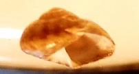 Trochidae Gibbula richardi ?